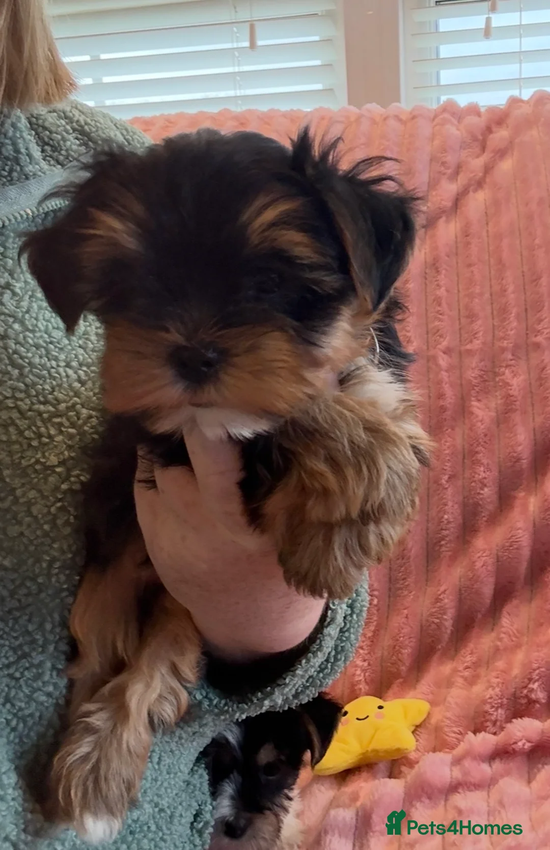 Yorkshire Terrier dogs for sale: Miniature Yorkshire Terrier Puppies  - Advert 17