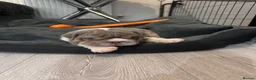 English Bulldog dogs for sale: 4 stunning unique coloured pups - Advert 8