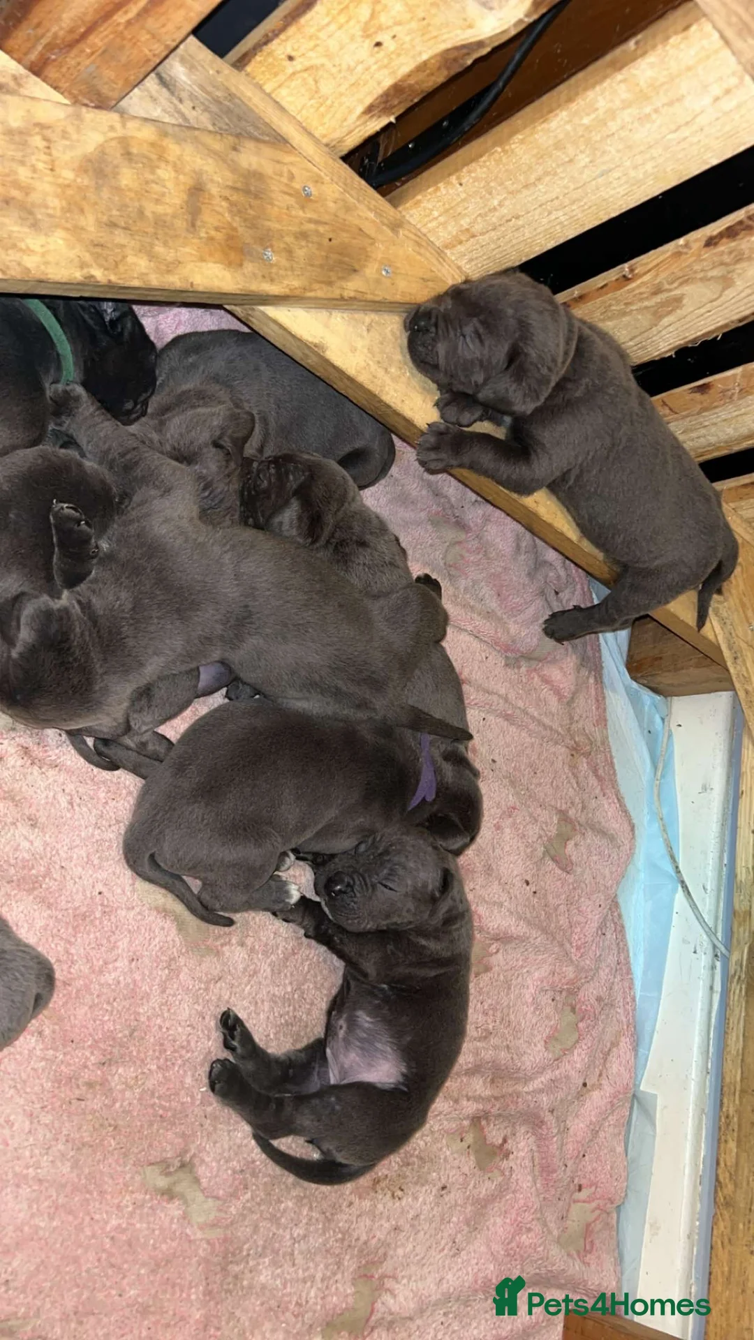Cane Corso dogs for sale: Cane corso pups - Advert 18