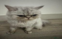 Persian cats for sale: Beautiful Chinchilla Persian Cat (3 Years Old) - Image 1