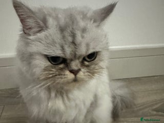 Persian cats for sale - Advert 1