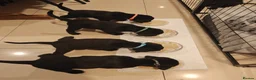 Labrador Retriever dogs for sale: Beautiful Black Labrador Boys Ready Soon - Advert 21