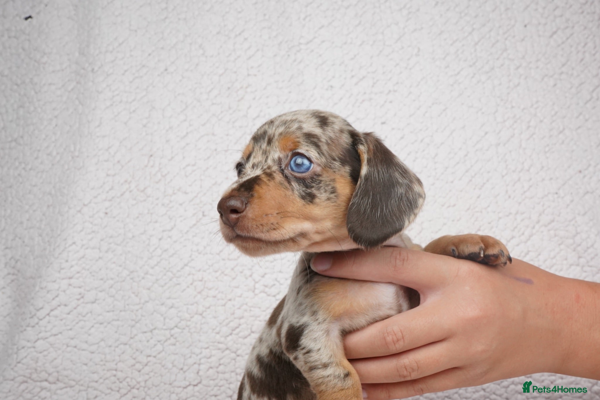 Miniature Dachshund dogs KC Registered Miniature Dachshund Puppies - Advert 14