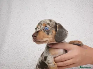 Miniature Dachshund dogs KC Registered Miniature Dachshund Puppies - Advert 14