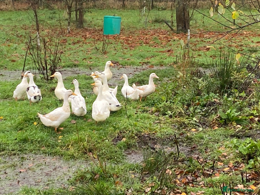 Ducks poultry for sale: Pekin Ducks, Pekin/Runner Ducks and Pekin Bantams - Advert 8