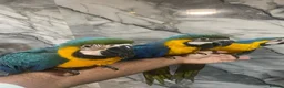 Macaws birds for sale: Baby HandReared Friendly Super Tame Cuddly Macaw in Nottingham - Advert 7