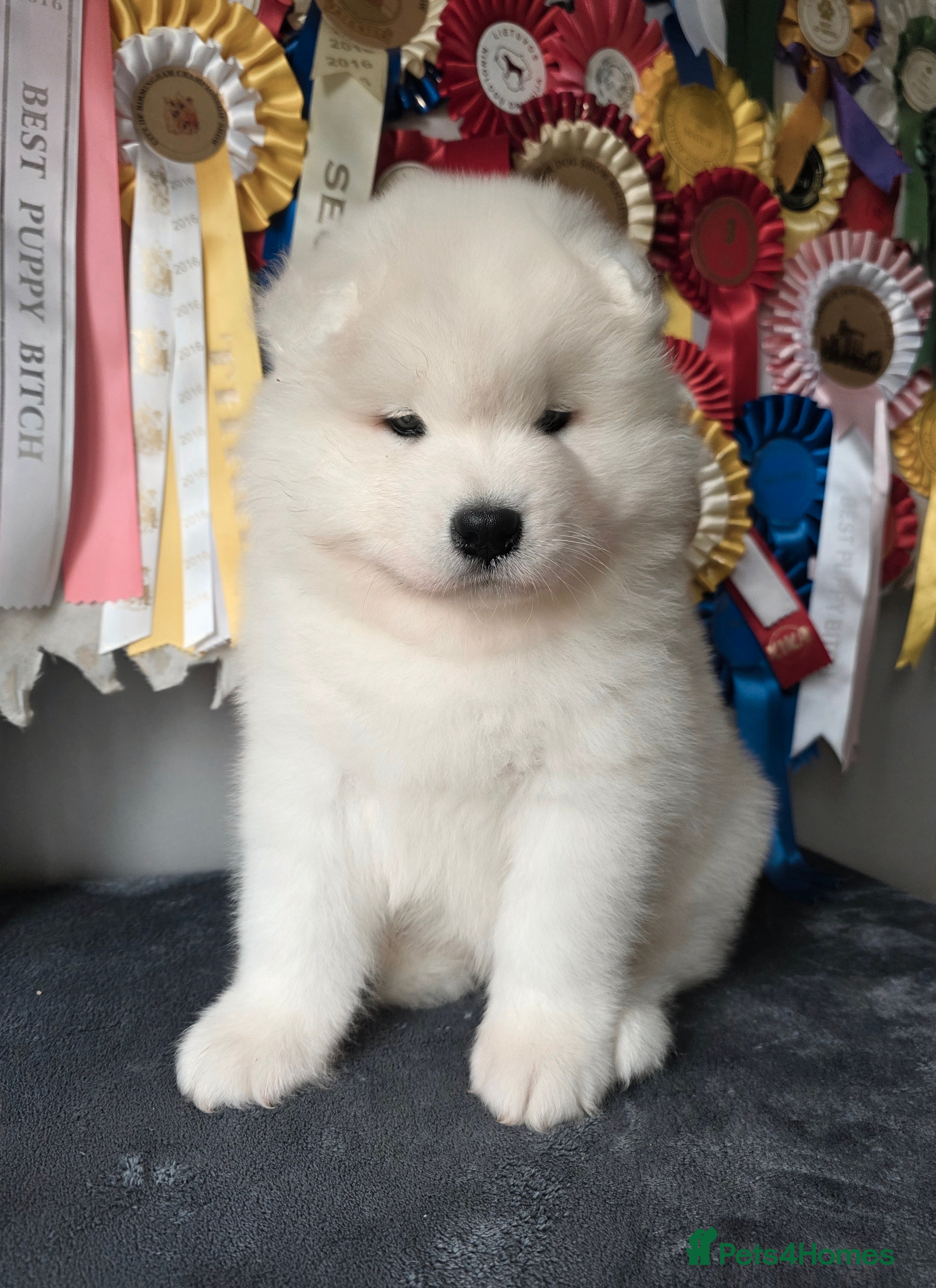 Samoyed dogs KC Samoyed Puppies – Champion Bloodlines - Advert 14