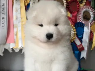 Samoyed dogs KC Samoyed Puppies – Champion Bloodlines - Advert 14