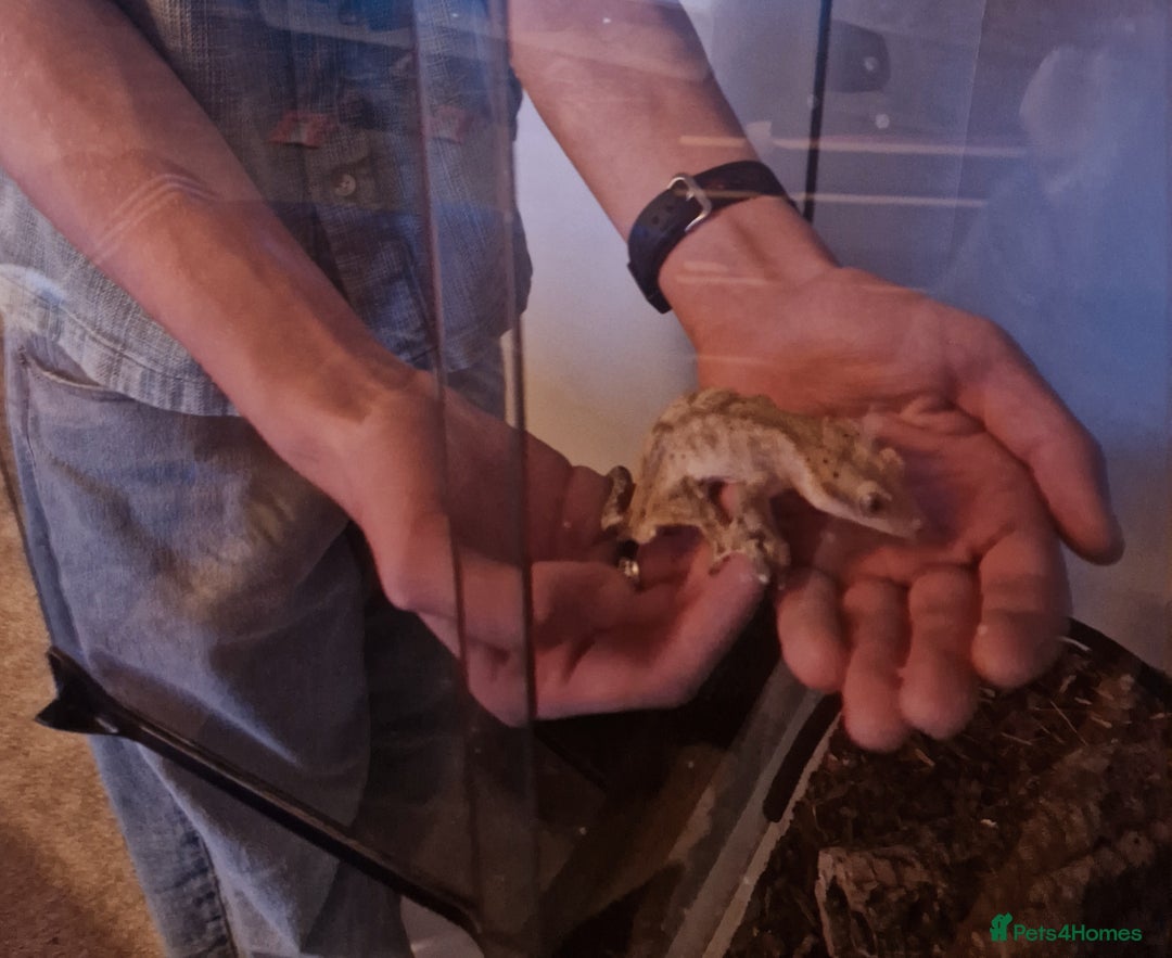 Gecko reptiles for sale: 6 Year Old Female Crested Gecko + Full Terranium - Advert 2