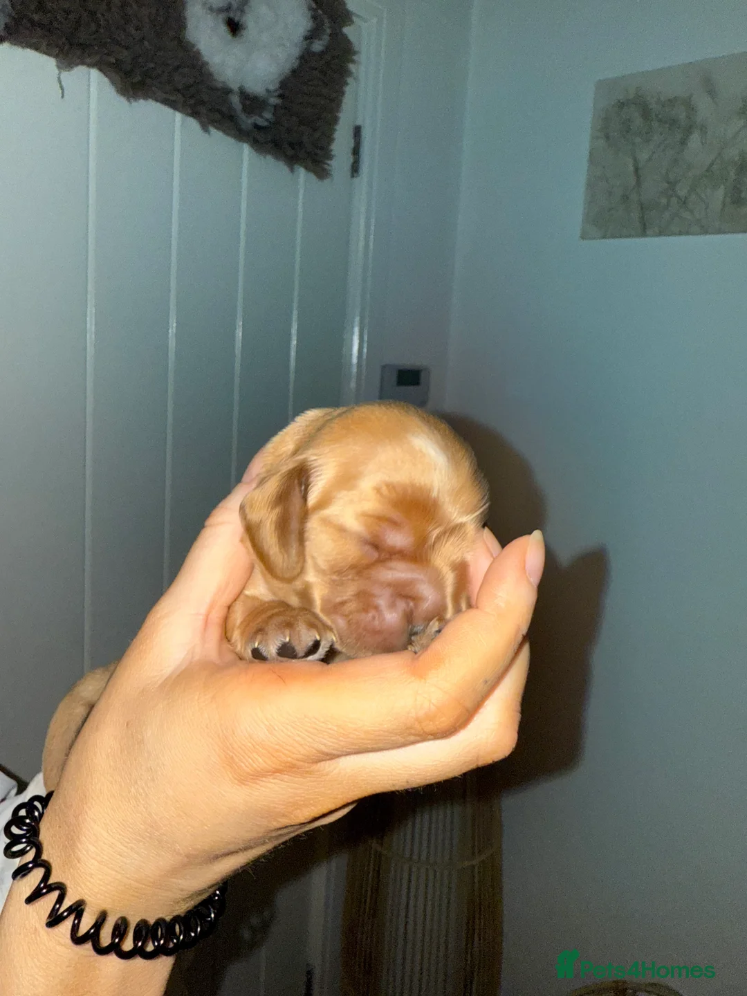 Cocker Spaniel dogs for sale: Show type cocker spaniels - Advert 24