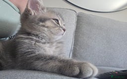 British Shorthair cats for sale: British shorthair tabby kitten - Image 8