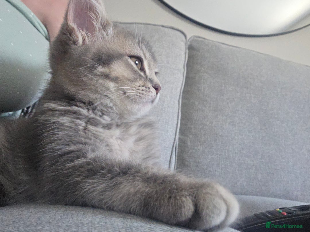 British Shorthair cats for sale: British shorthair tabby kitten - Image 8
