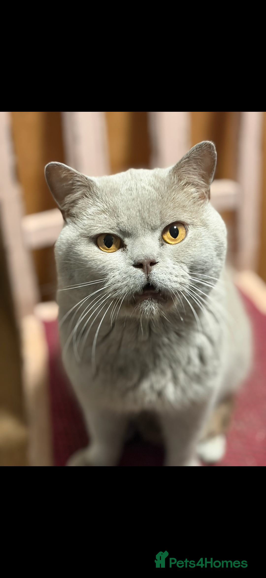 British Shorthair cats for sale: Lilac boy - Advert 2