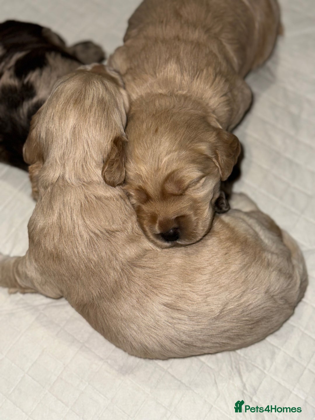 Cockapoo dogs for sale: F1 Miniature Cockapoo.   - Advert 8