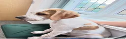 Pointer dogs for sale: Stunning Pedigree Pointer pups-will steal hearts - Advert 3