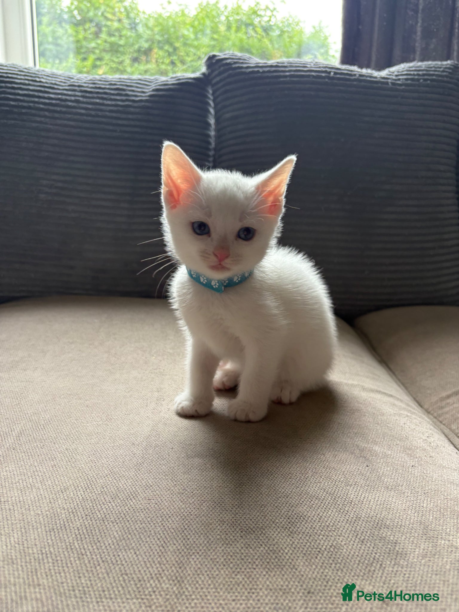 Mixed Breed cats for sale: 3 male kittens  in Letchworth Garden City - Advert 2