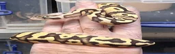 Python Snake reptiles for sale: Royal Python Morphs Males - Advert 5