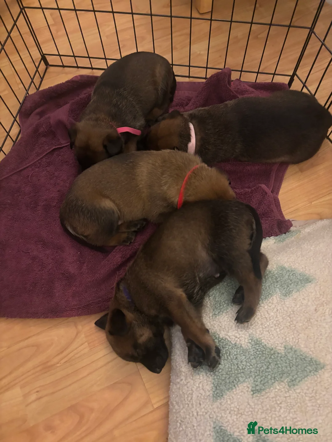 Belgian Shepherd Dog dogs for sale: Incredible Belgian malinois for sale - Advert 6