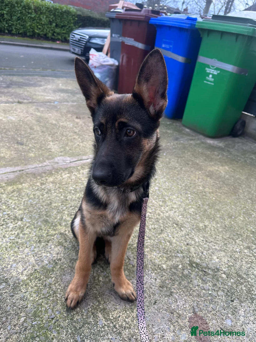 German Shepherd dogs for sale: Luna german shepherd  - Advert 2
