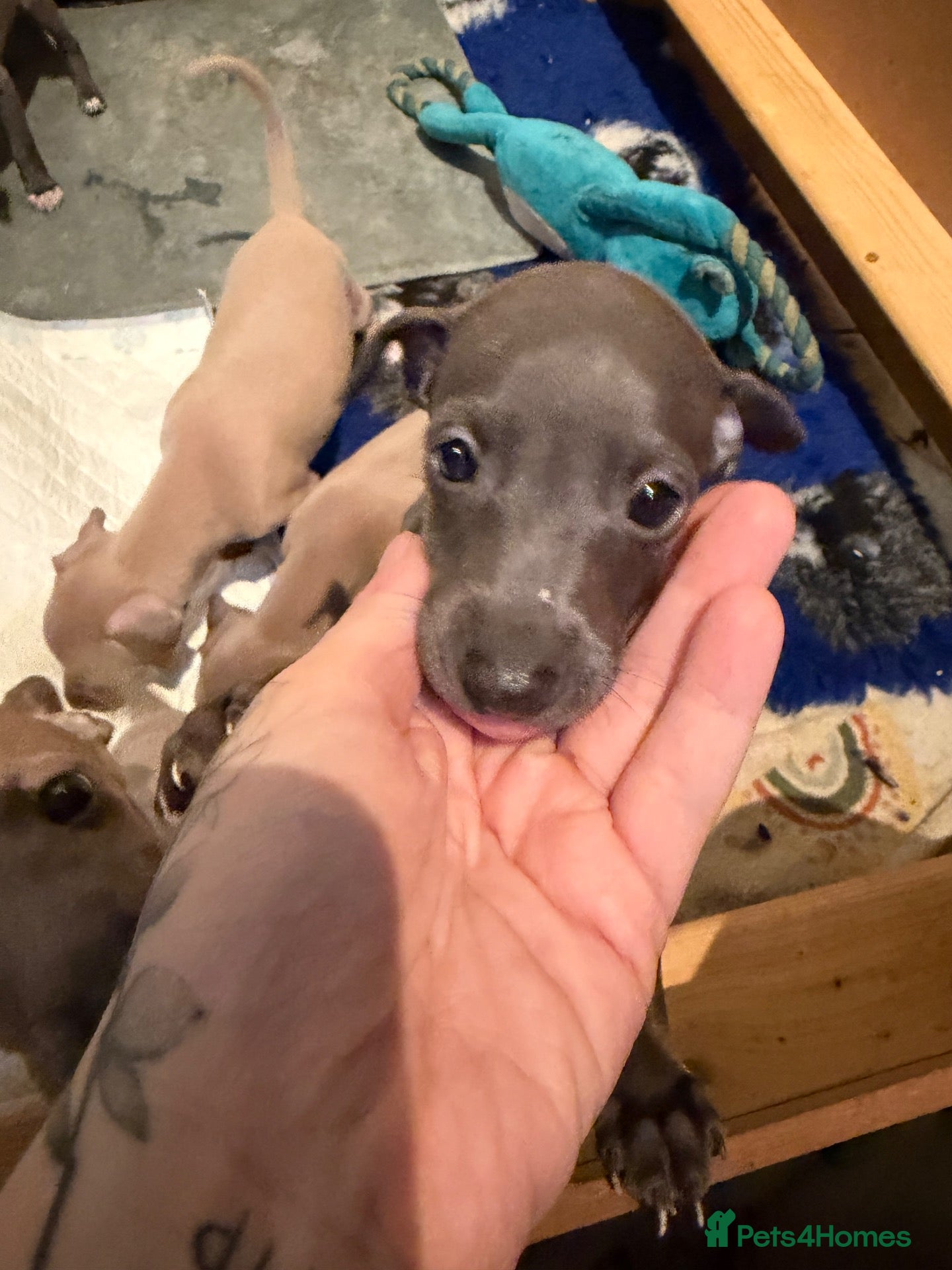 Italian Greyhound dogs KCRegistered Italian Greyhounds 🐾 - Advert 2
