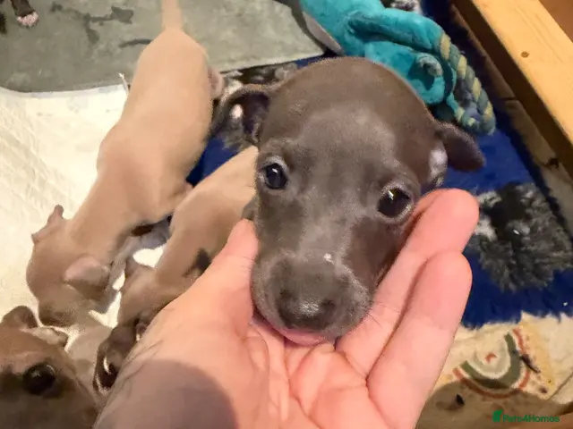 Italian Greyhound dogs KCRegistered Italian Greyhounds Boys🐾 - Advert 2