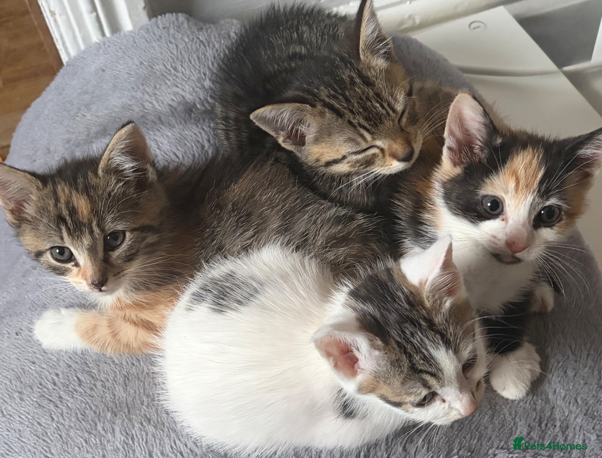 Mixed Breed cats Kittens - Advert 8