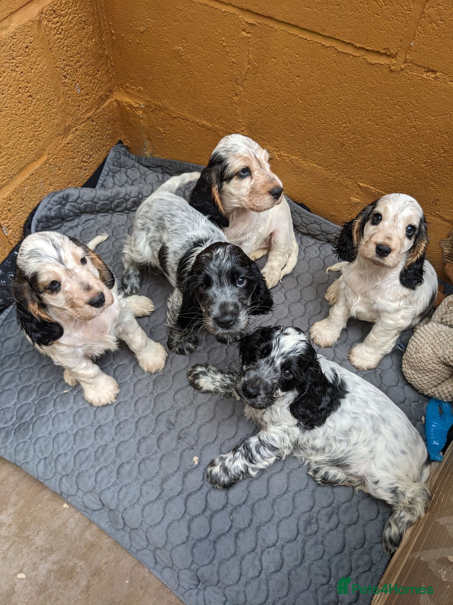 Cocker Spaniel dogs Beautiful KC Registered Show Cocker Puppies - Advert 1