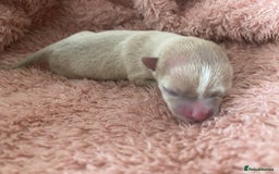 Chihuahua dogs for sale: Exquisite KC Registered Apple Chihuahua Puppies 💖 - Image 11