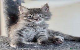 Mixed Breed cats for sale: Maine coon cross ragdoll kittens stunning blues - Advert 6