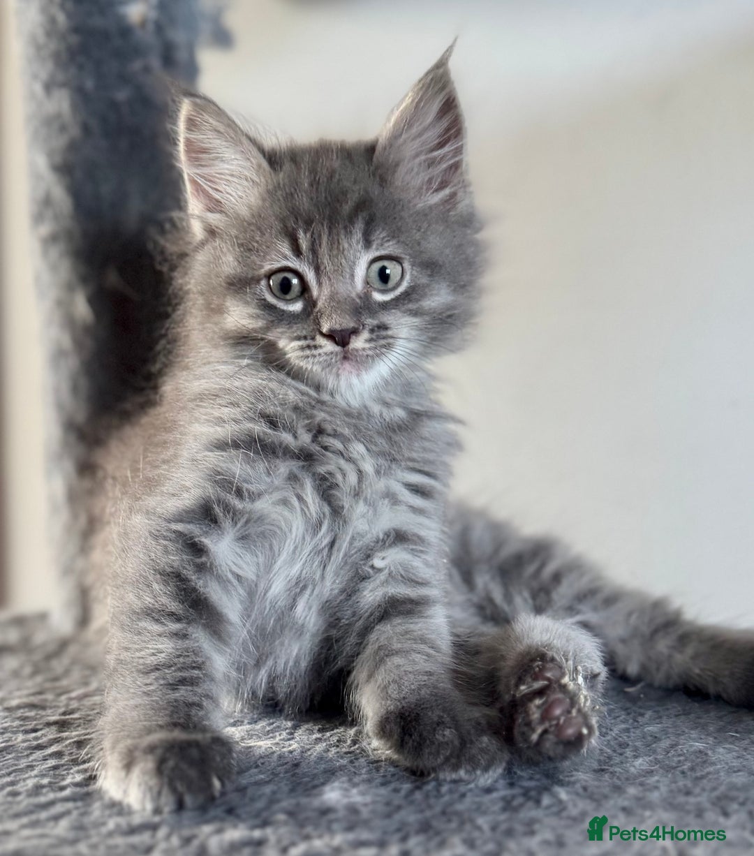 Mixed Breed cats for sale: Maine coon cross ragdoll kittens stunning blues - Advert 6