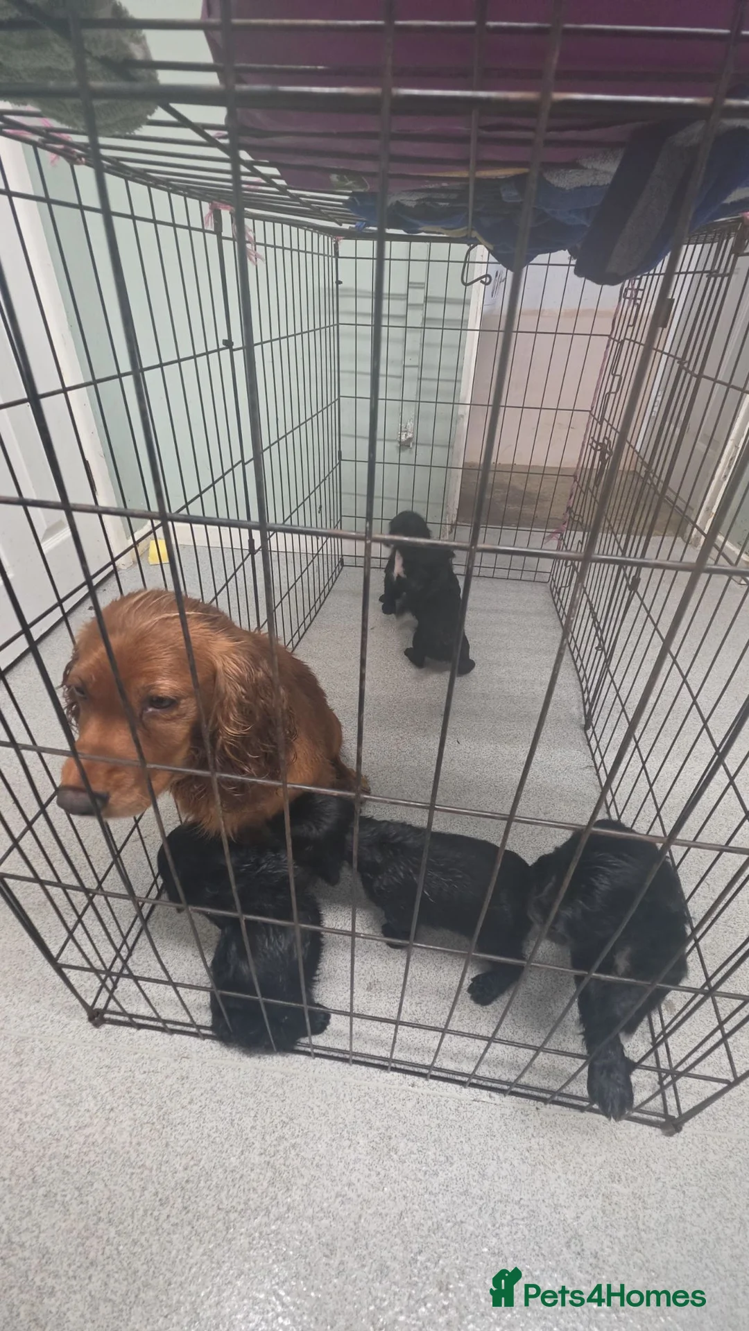Sprocker dogs for sale: Sprocker spaniel  in Highbridge - Advert 2