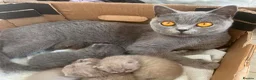 British Shorthair cats for sale: 5 British Shorthair Kittens in Wellingborough - Advert 2