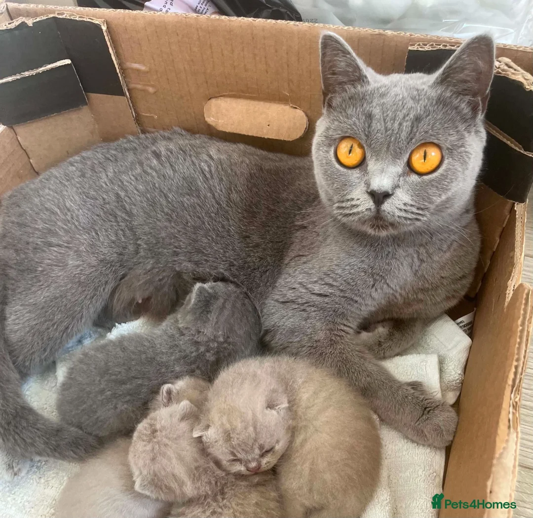 British Shorthair cats for sale: 5 British Shorthair Kittens in Wellingborough - Advert 2