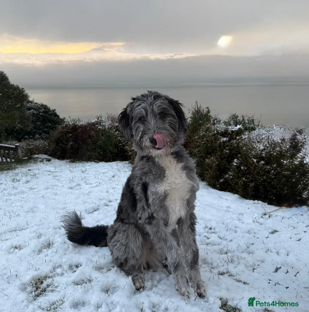 Bordoodle dogs for sale: 🌙☀️Waiting List Open🌙☀️ - Advert 36