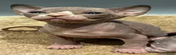 Sphynx cats for sale: 2 beautiful sphinx boys - Advert 6