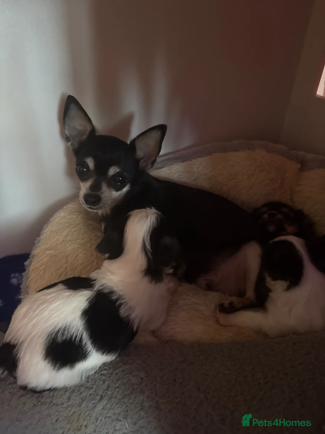 Mixed Breed dogs for sale: Chorkie pups  - Advert 8