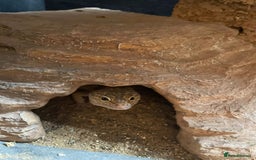 Leopard Gecko reptiles for sale: 2 Female Leopard Geckos for Sale - Image 4