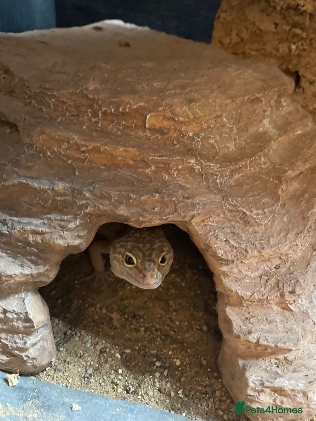 Leopard Gecko reptiles for sale: 2 Female Leopard Geckos for Sale - Image 4