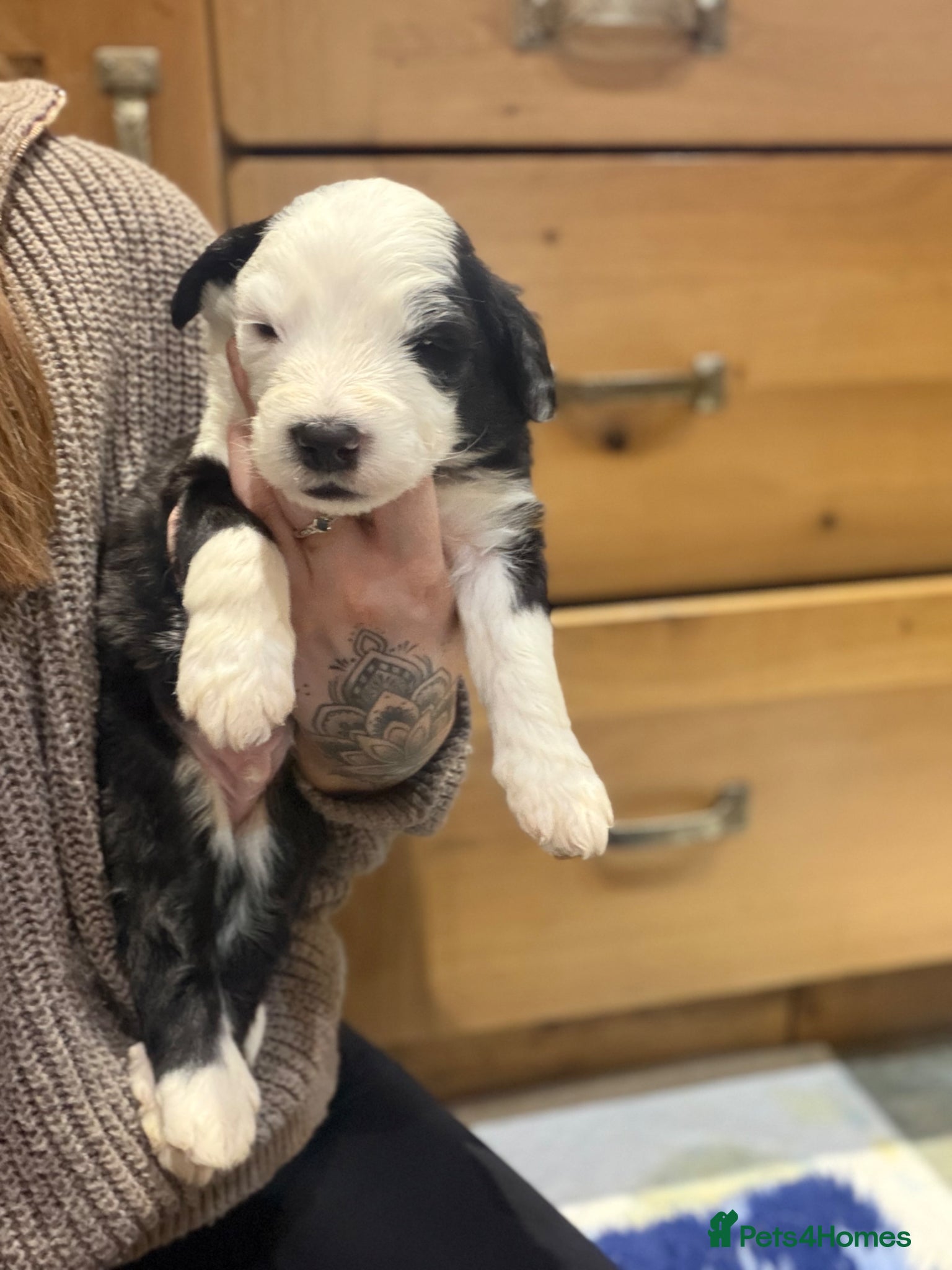 Old English Sheepdog dogs KC registered Old English Sheepdog Puppies  - Advert 12