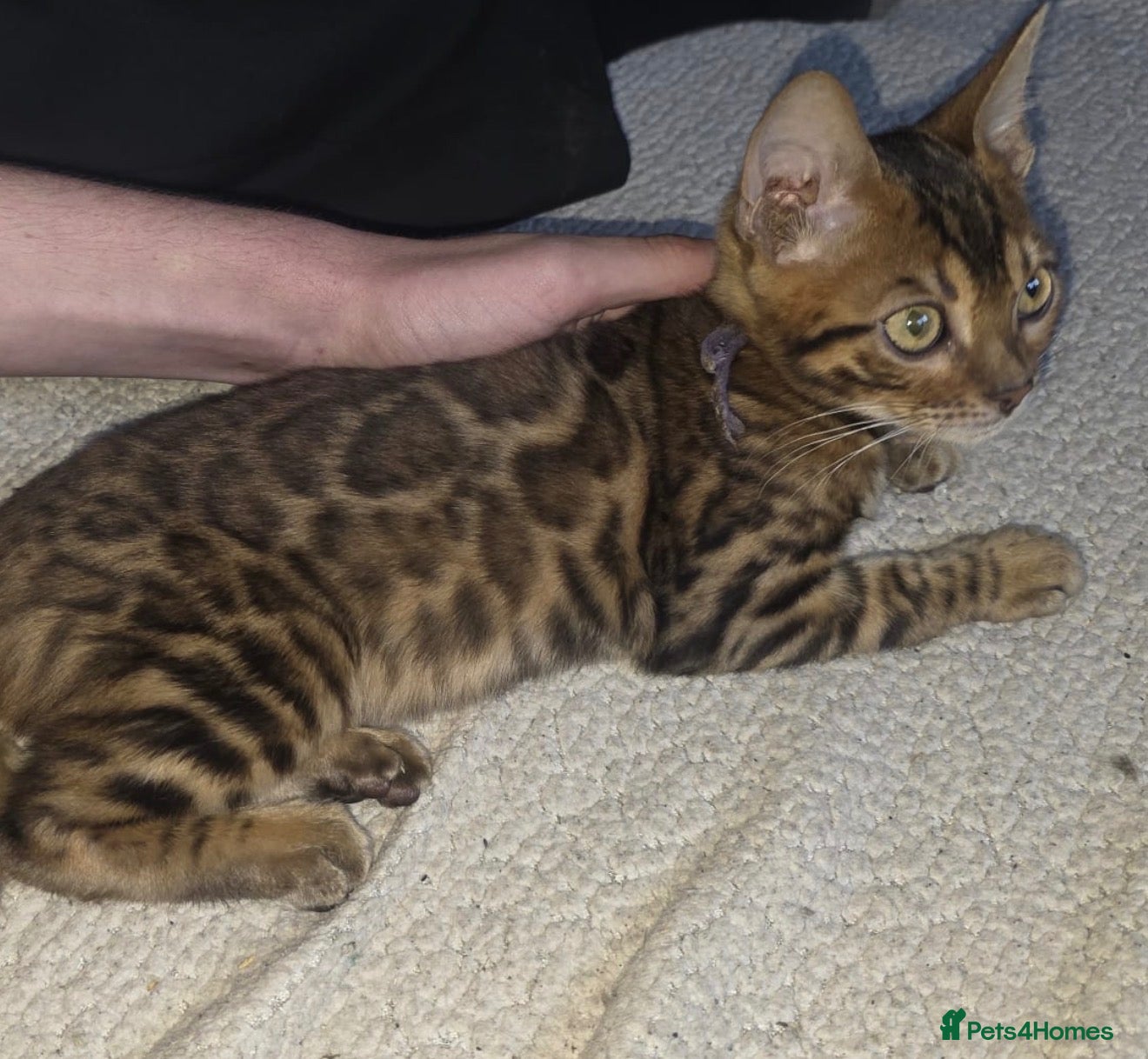 Bengal cats Tica reg male kittens.reduced due to bereavement.  - Advert 7