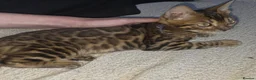 Bengal cats for sale: 2 stunning tica active male kittens. Ready to go - Advert 9