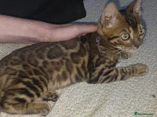 Bengal cats Tica reg male kittens.reduced for forever home - Advert 4