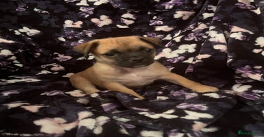Mixed Breed dogs - Advert 7