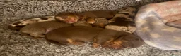 Miniature Dachshund dogs for sale: Miniature long hair dachshund Puppies  - Advert 10