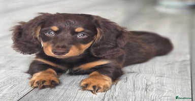 Miniature Dachshund dogs - Advert 16