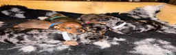 Miniature Dachshund dogs for sale: Miniature daschunds  - Advert 19