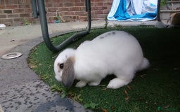 Mini Lop rabbits for sale: Bonded Mini Lop Rabbits + Hutch & Cage - Image 3