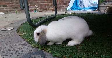 Mini Lop rabbits - Advert 2