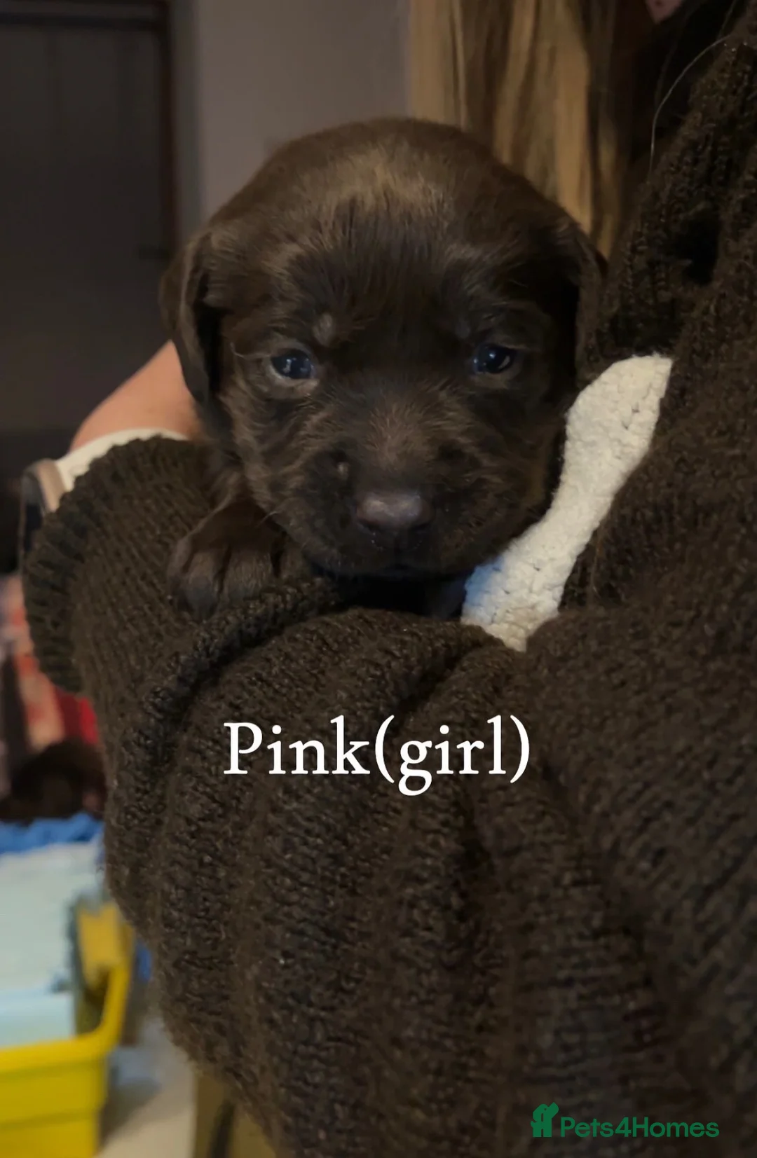 Labrador Retriever dogs for sale: Chocolate lab puppies  - Advert 8