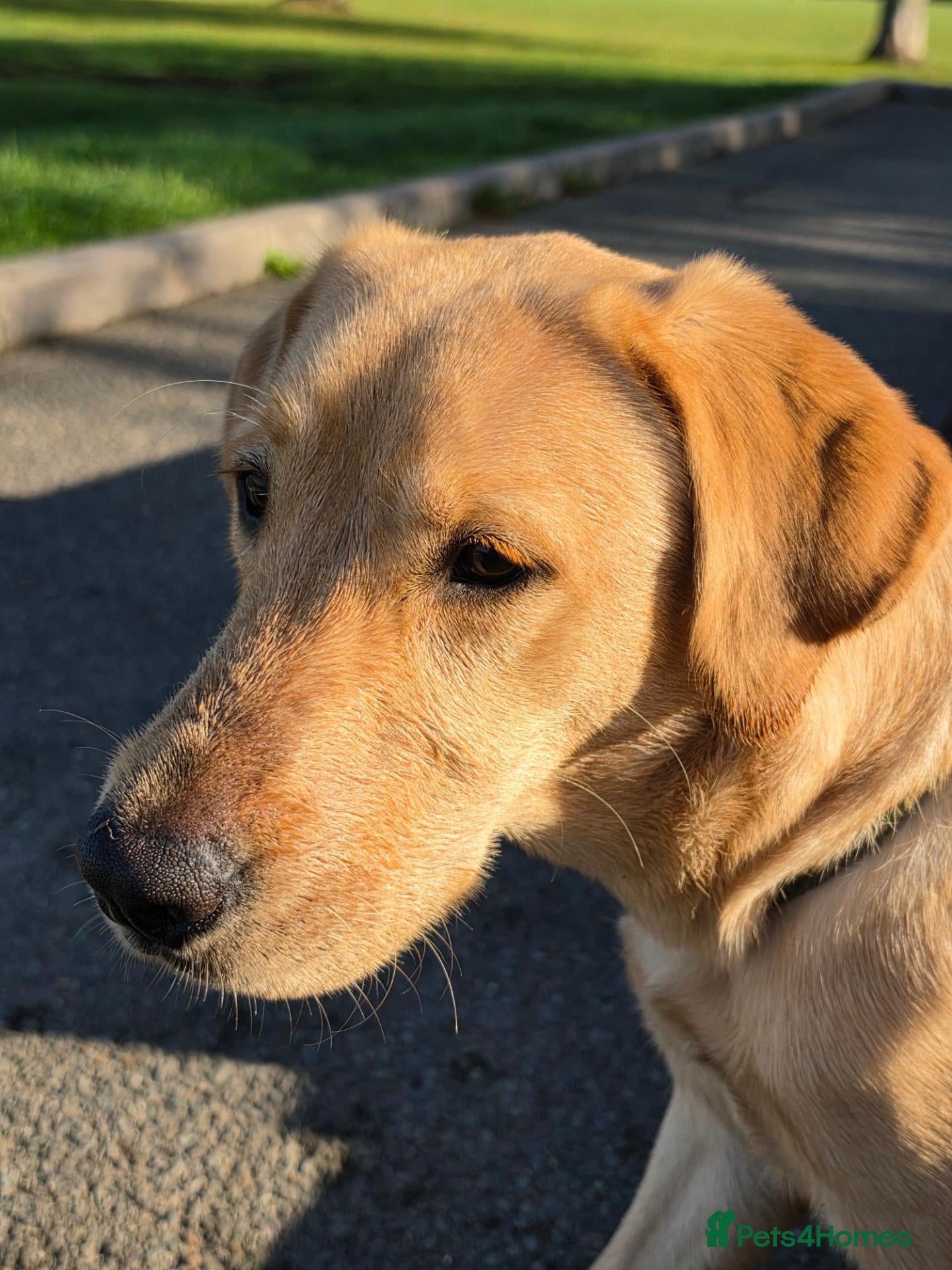 Labrador Retriever dogs 6 month labrador male - Advert 3